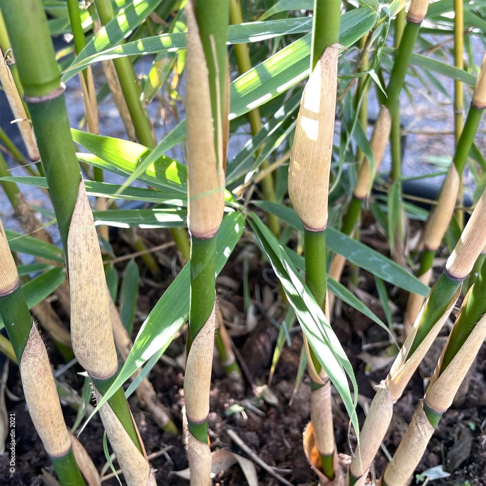 Bambou Fargesia Robusta Campbell Déco du Jardin à Reims