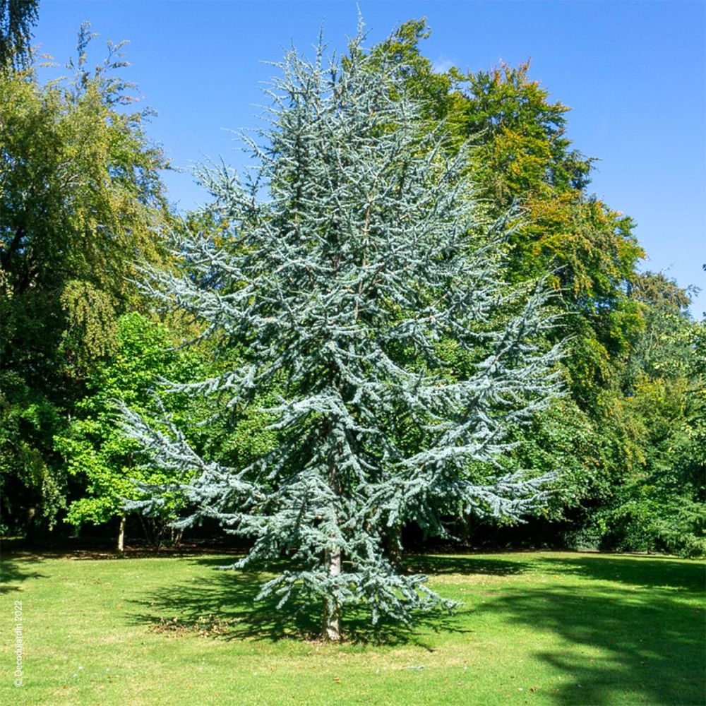 Cèdre Bleu de l Atlas Cedrus Atlantica Glauca Déco du Jardin à Reims