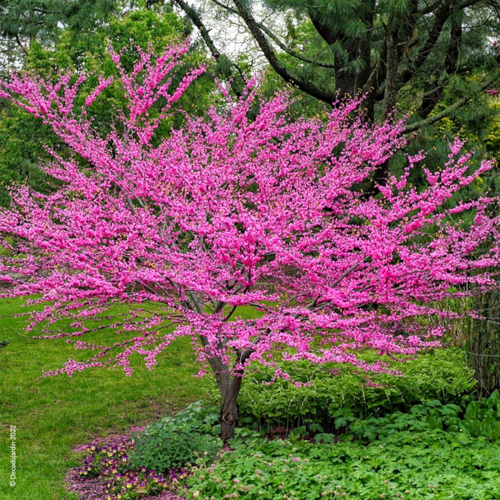 Arbre De Jud E Cercis Siliquastrum D Co Du Jardin Reims