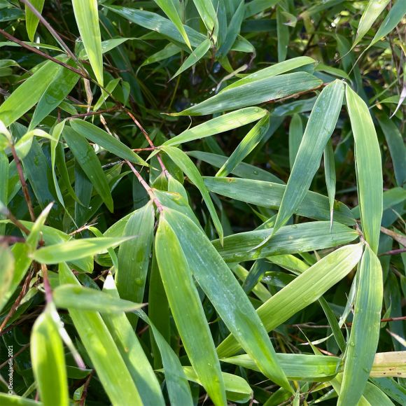 Bambou Phyllostachys Vivax Aureocaulis - Déco du Jardin à Reims