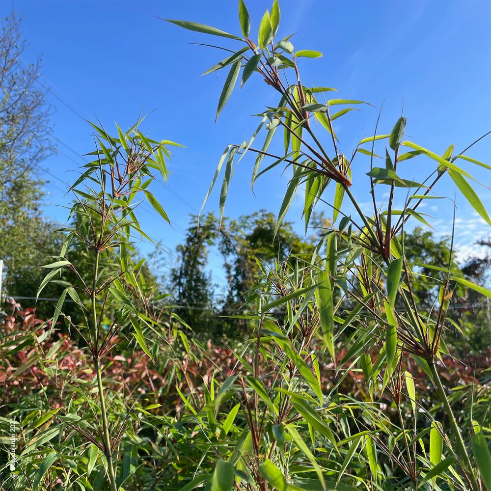 Bambou Fargesia Rufa Déco du Jardin à Reims