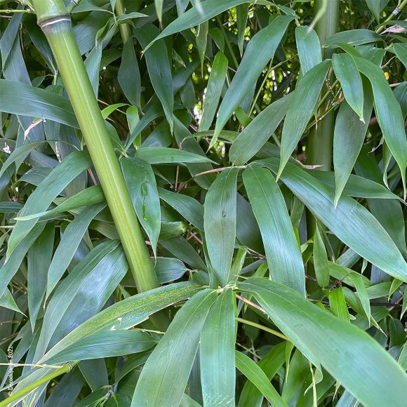 Bambou Phyllostachys Bissetii.