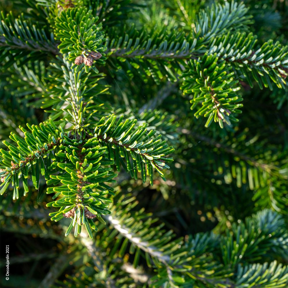 Sapin de Noël Nordmann En Pot