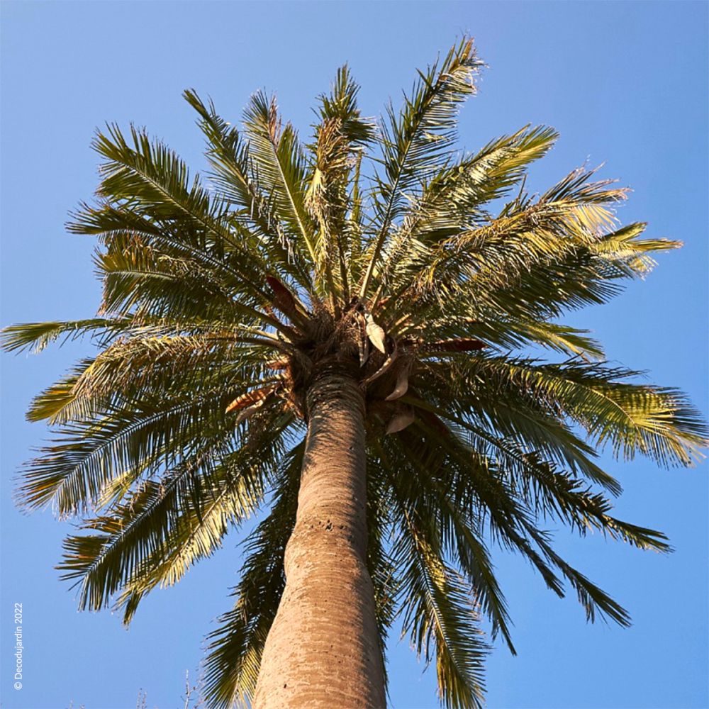 Palmier du Chili ou Cocotier du Chili - Déco du Jardin à Reims