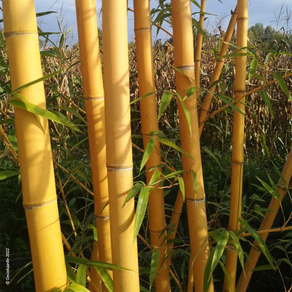 Phyllostachys aureocaulis - Vente Bambou jaune