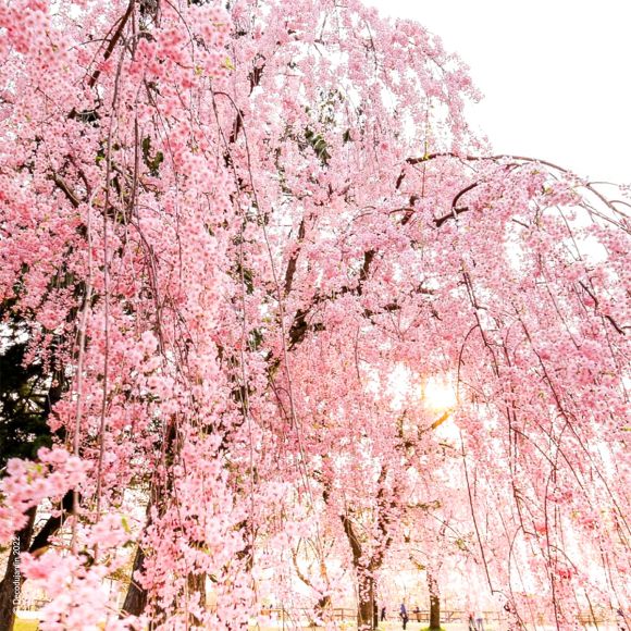 Cerisier à Fleurs du Japon Subhirtella - Déco du jardin à Reims