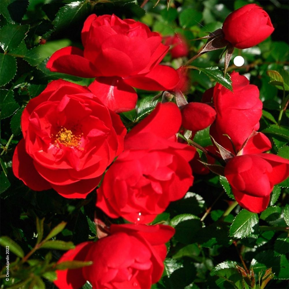 Rosier Kadora Décorosier - Déco Du Jardin à Reims