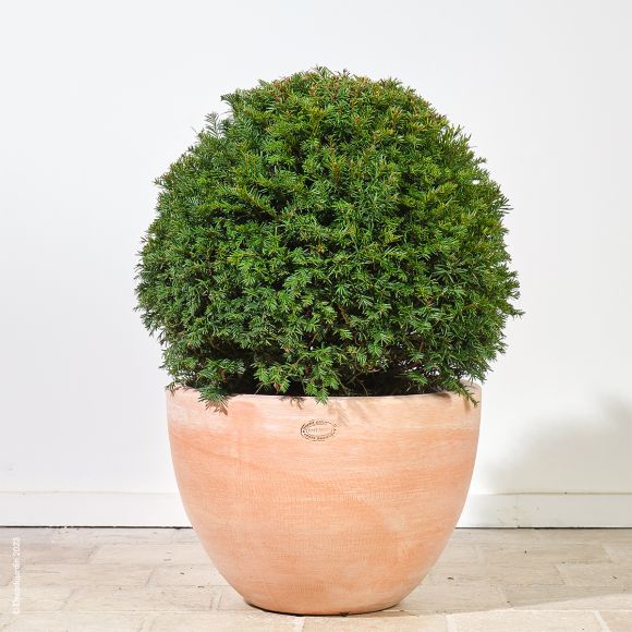 If Commun ou Taxus Baccata, plante taillée en boule.