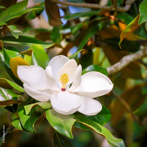 Magnolia Grandiflora, arbuste fleuri à feuillage persistant et rustique (-15°C).