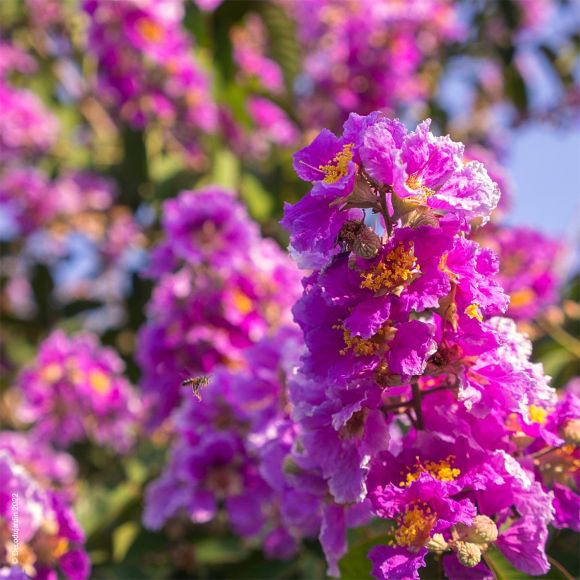 Lilas des Indes, Lilas d'Été ou Lagerstroemia Indica. Floraison estivale flamboyante spectaculaire.