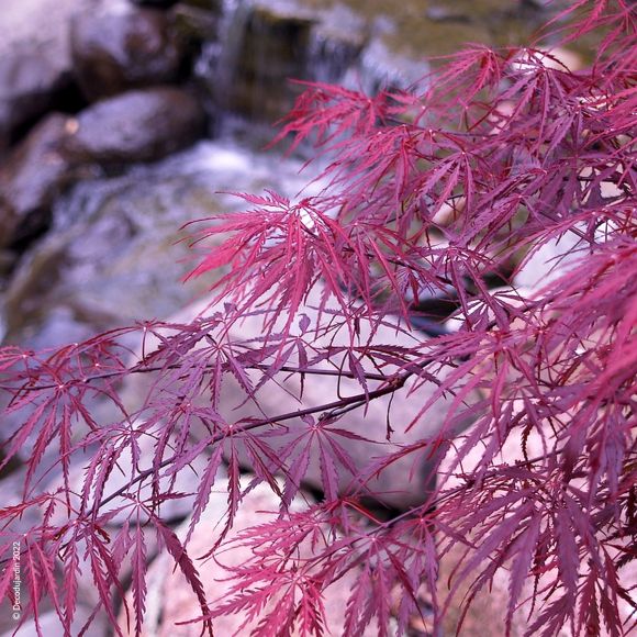 Érable du Japon Garnet