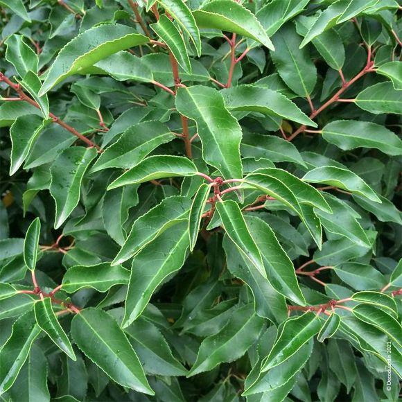 Laurier Du Portugal, Prunus Lusitanica. Arbuste qui résiste au froid.